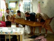 Фото сериала H2O: Просто добавь воды