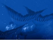 Фото сериала H2O: Просто добавь воды